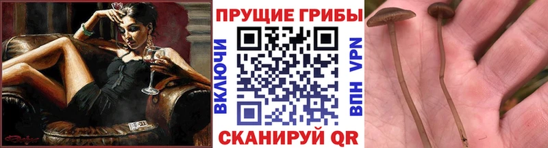 закладки  Назрань  Галлюциногенные грибы ЛСД 