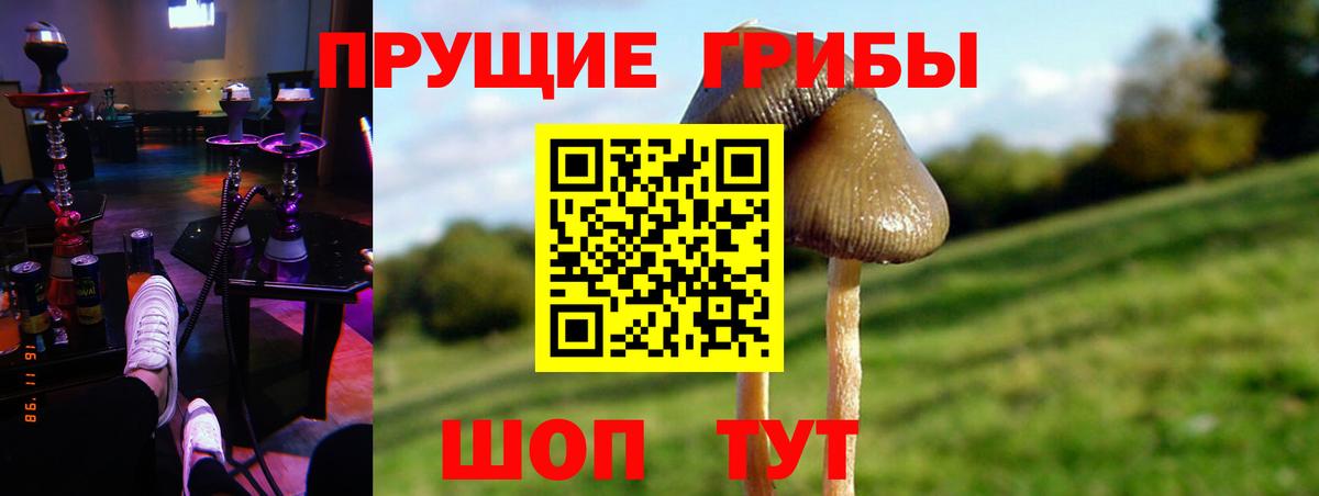 Псилоцибиновые грибы Cubensis  Назрань 